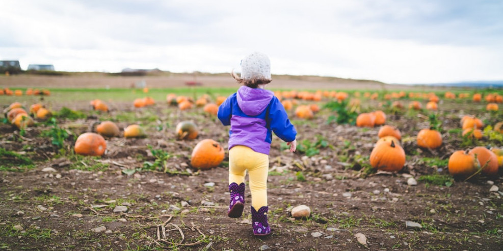 pumpkin patch